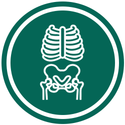 Chiropractic Export PA X-Ray Icon